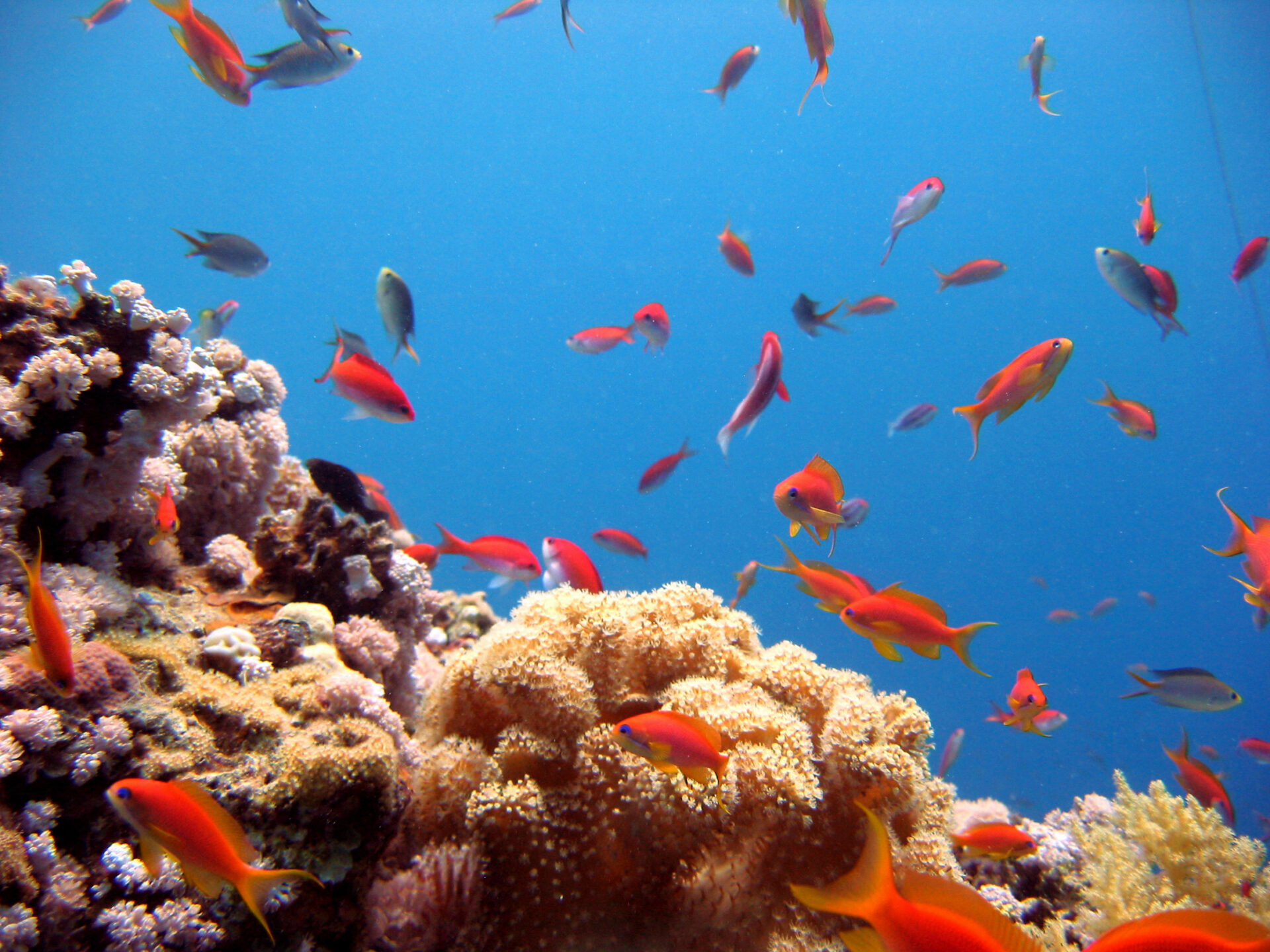 Tauchen in El Gouna
